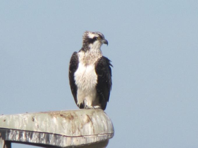 Falco pescatore